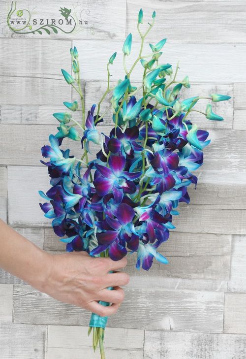 flower delivery Budapest - blue dendrobium orchid ( 10 stems)