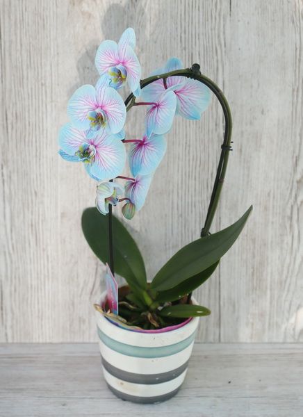 Blumenlieferung nach Budapest - blaue Phalaenopsis (getönt)