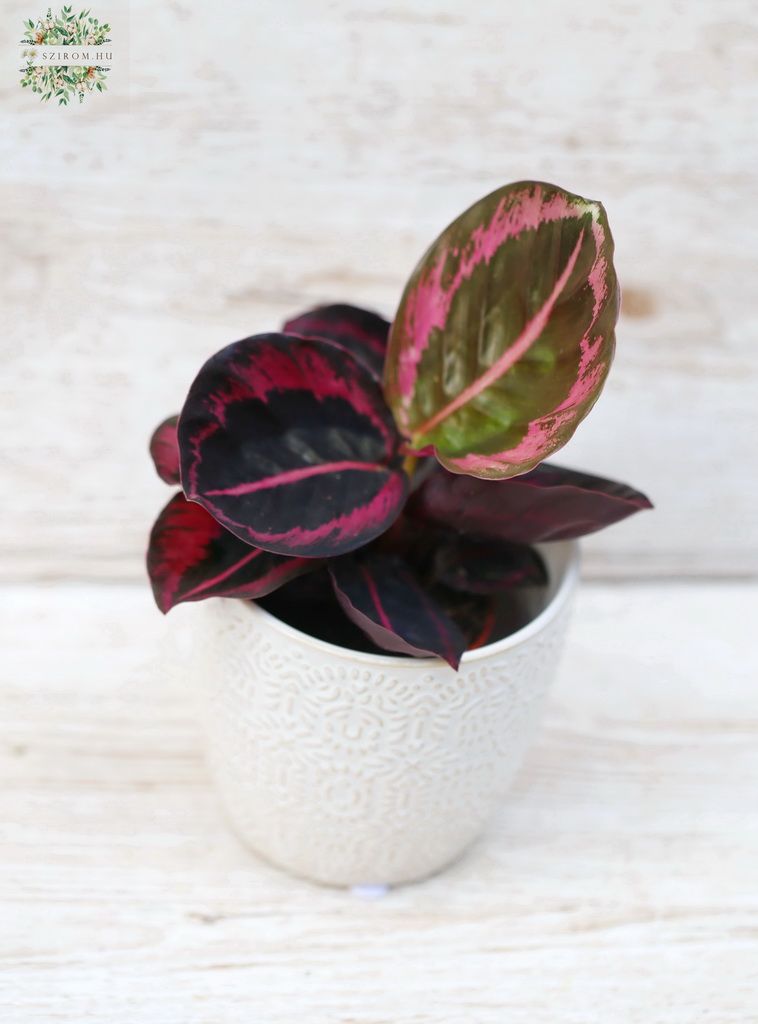 Blumenlieferung nach Budapest - Kleine Calathea medallion im Topf