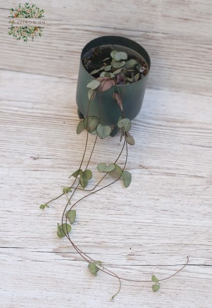 Blumenlieferung nach Budapest - kleine Ceropegia woodii im Topf
