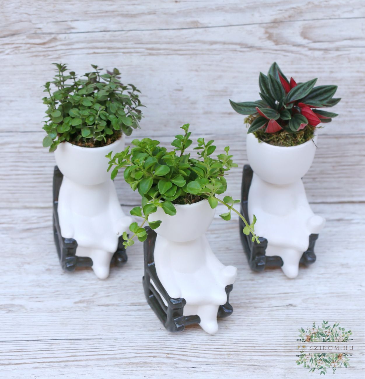 flower delivery Budapest - small green plant in a rocking chair man pot, various, 1pc