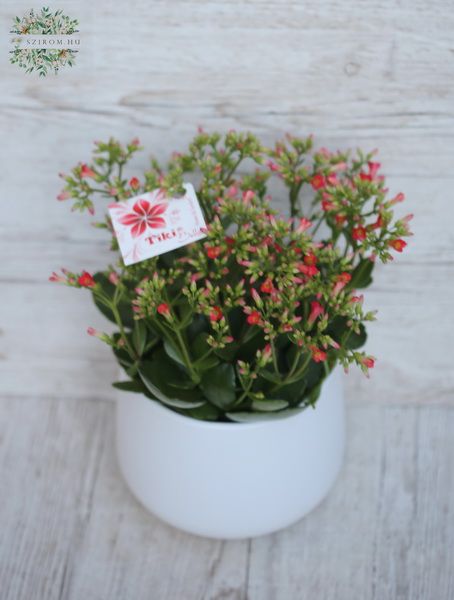 Blumenlieferung nach Budapest - Tiki Bell