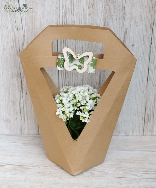 Blumenlieferung nach Budapest -  Kalanchoe in Cheramic Pot in Design Papiertüte