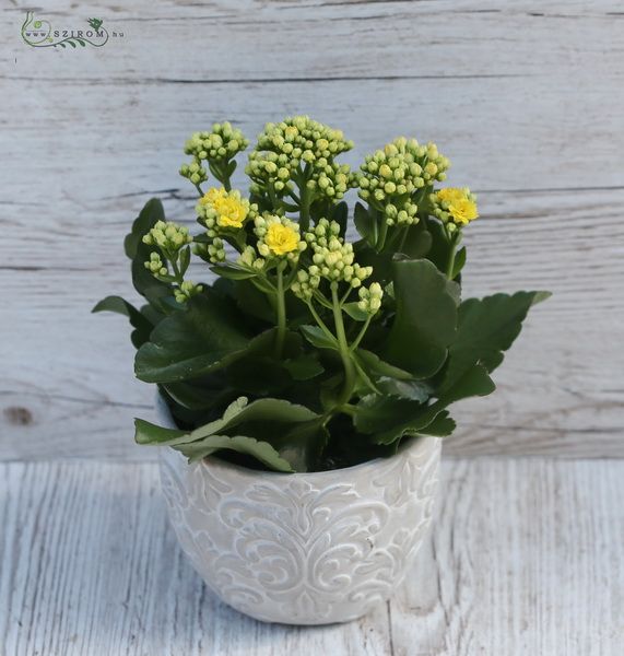 flower delivery Budapest - kalanchoe plant in pot in different colors 20 cm