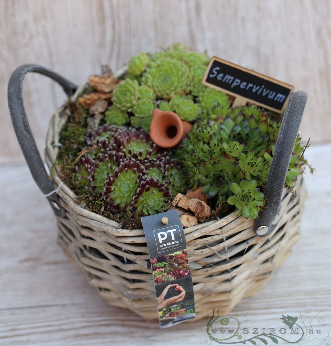 flower delivery Budapest - basket full of sempervivums