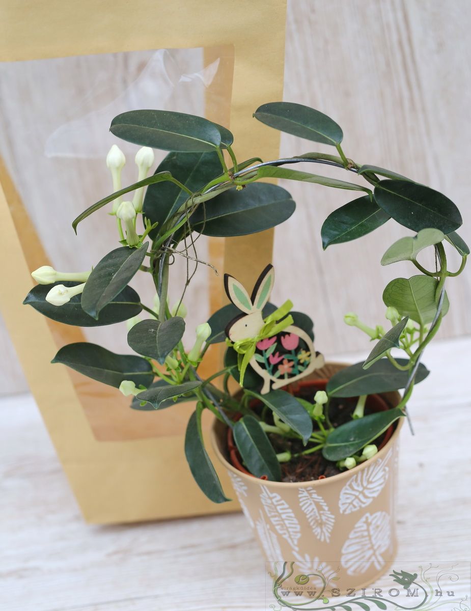 Blumenlieferung nach Budapest - Stephanotis mit a Holz-Kaninchen in a Papiertasche