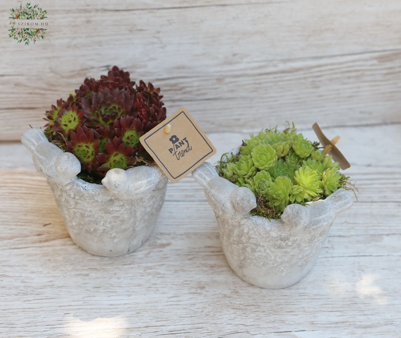 Blumenlieferung nach Budapest - Sempervivum im Vogel Topf 1 St