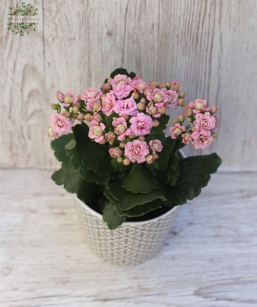 flower delivery Budapest - Kalanchoe in a different colors in a pot