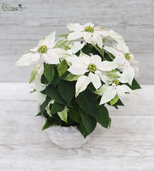 Blumenlieferung nach Budapest - Euphorbia pulcherrima weiss