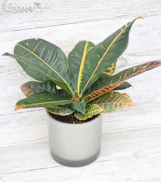 Blumenlieferung nach Budapest - Croton im Topf (30cm)