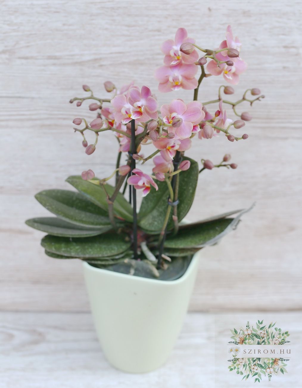 flower delivery Budapest - Exclusive Scented Phalaenopsis multiflora orchid in a pot