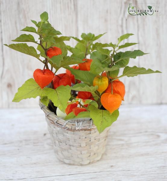 Virágküldés Budapest - Lampionvirág (Physalis) kosárban