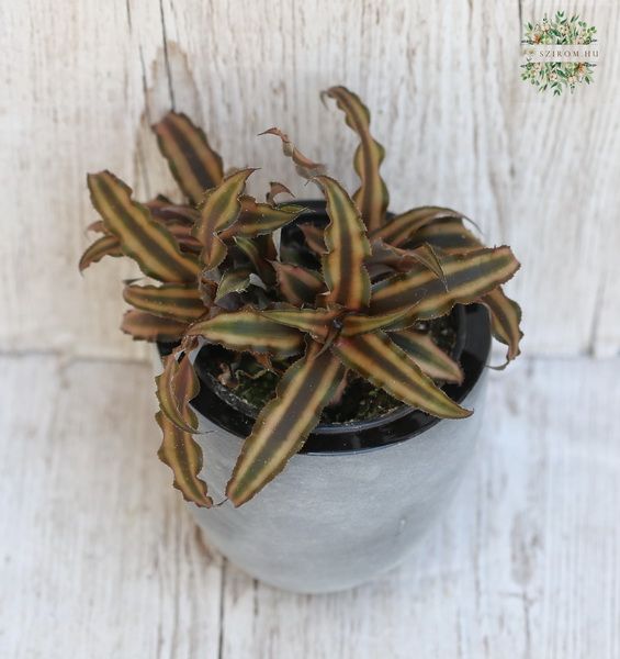 Blumenlieferung nach Budapest - Rhoeo spathacea im Topf