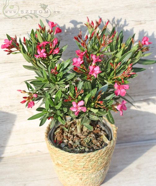 Blumenlieferung nach Budapest - Oleander in verschiedenen Farben  im Korb (50cm) Balkon Pflanze