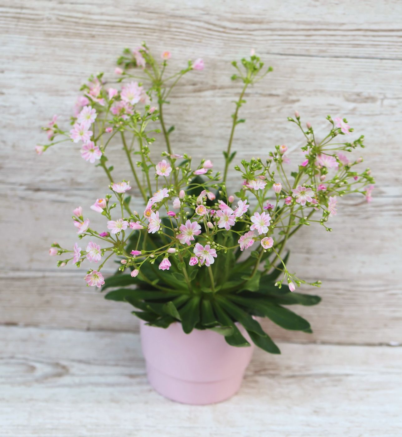 flower delivery Budapest - Lewisia Rocky in pot , mix color