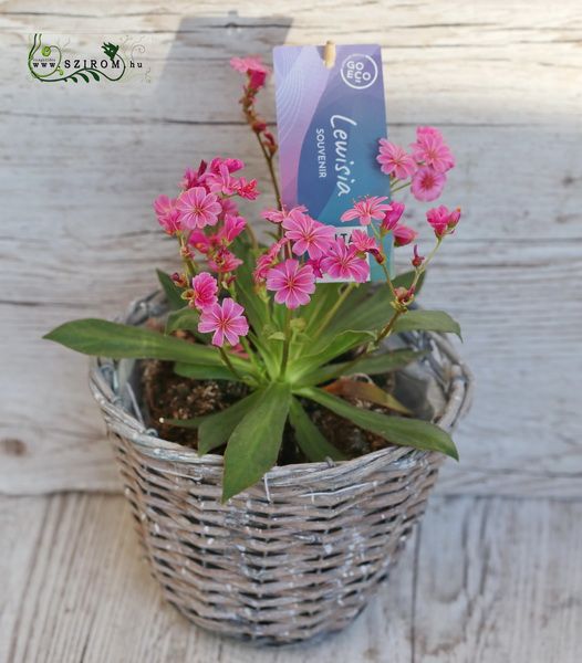 flower delivery Budapest - Lewisia in different colors (outdoor)