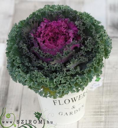 Blumenlieferung nach Budapest - Lila Kohl im Blumentopf (20cm) - Balkon pflanze