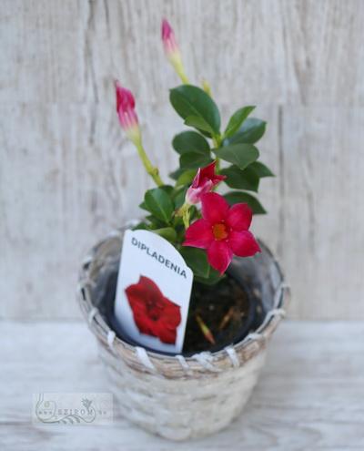 Blumenlieferung nach Budapest - Mandevilla im Korb (28cm)