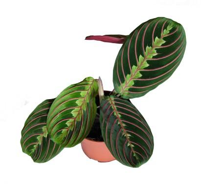 Blumenlieferung nach Budapest - Maranta leuconeura (25cm) - Zimmerpflanze