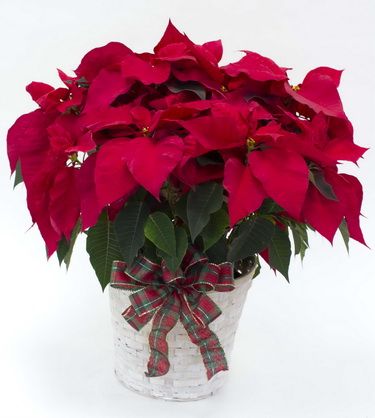 flower delivery Budapest - Poinsettia in pot