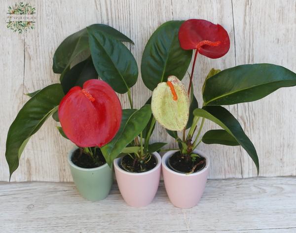 flower delivery Budapest - Mini anthurium 1 pc