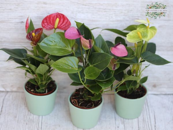 Blumenlieferung nach Budapest - Mini Anthurium Pflanze im Topf, im verschidene Varben, 1 Stück