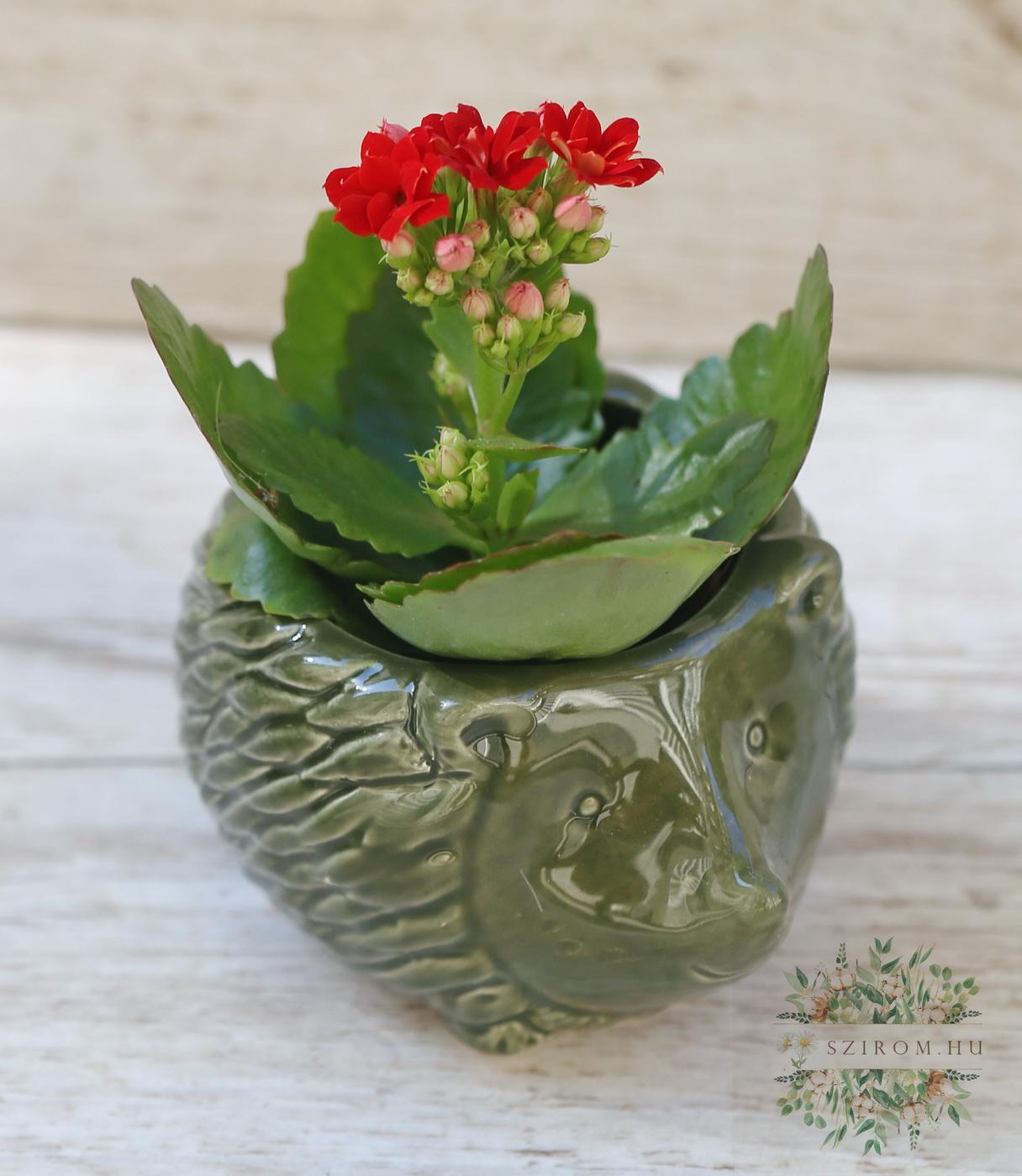 Blumenlieferung nach Budapest - Mini-Korallenblume im Igel-Blumentopf
