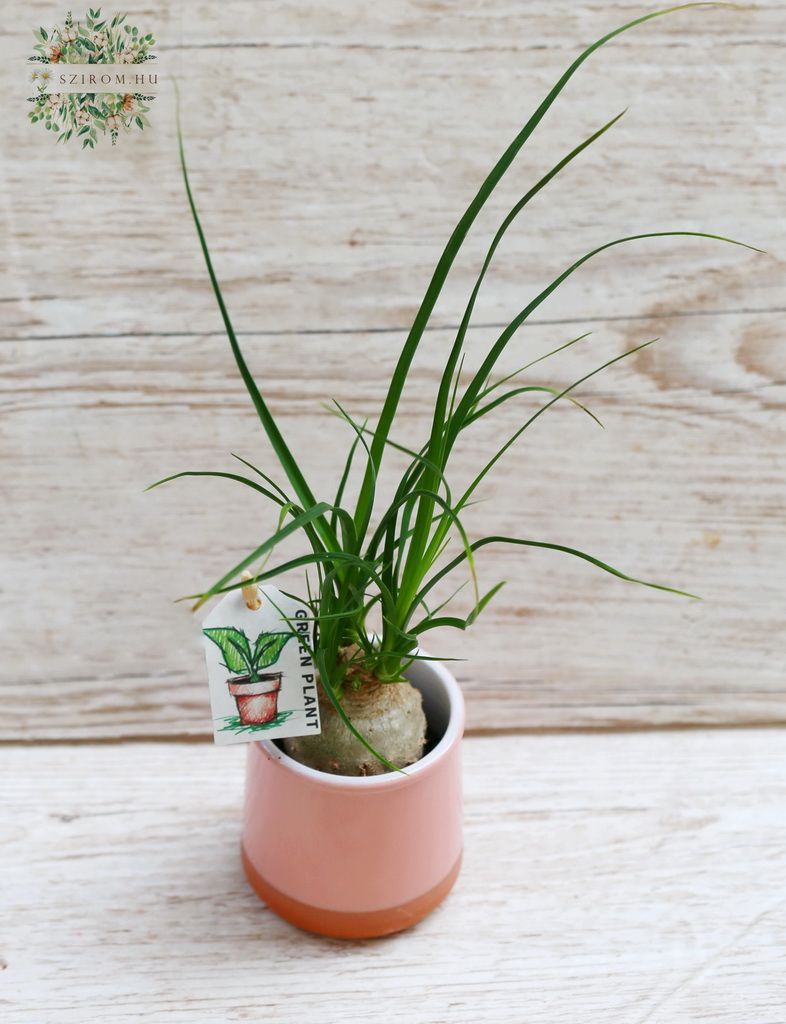 flower delivery Budapest - Mini Nolina in pot