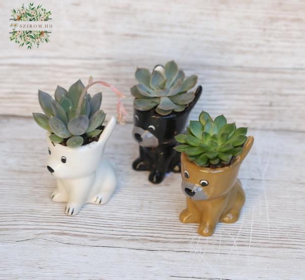 flower delivery Budapest - mini succulent plant in dog shaped pot (10cm) 1 piece