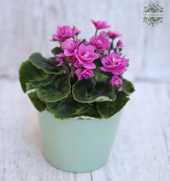 Blumenlieferung nach Budapest - mini Saintpaulina in verschiedene Varben , im Topf