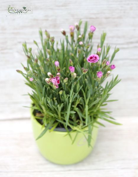 Blumenlieferung nach Budapest - Mini Nelke im Keramik (Gartenpflanze)