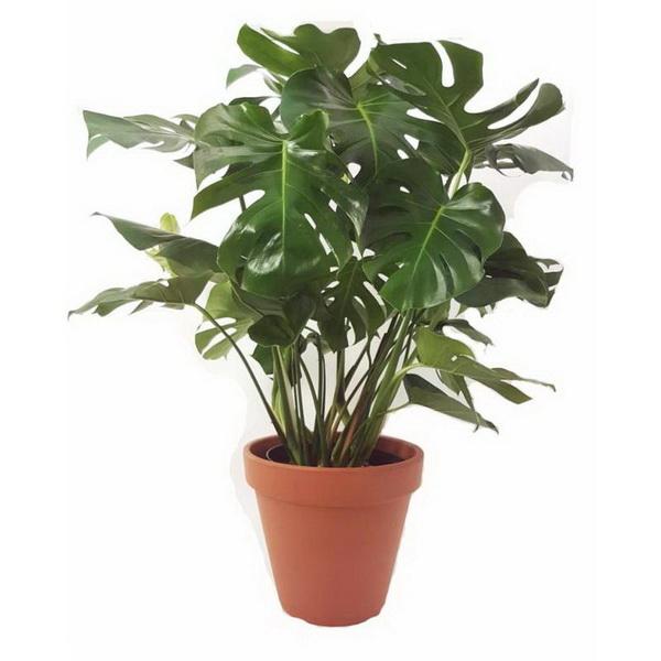 Blumenlieferung nach Budapest - Monstera deliciosa (T:32cm, H:120cm)