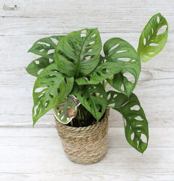 Virágküldés Budapest - Monstera Obliqua függő cserépben, nagy (50cm)