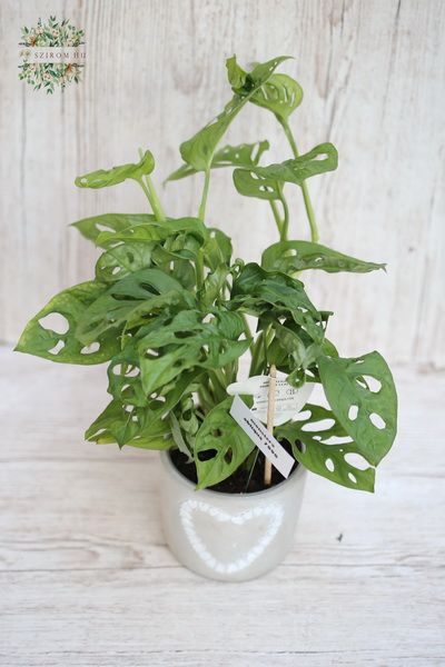 Virágküldés Budapest - monstera obliqua 
