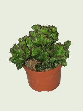 flower delivery Budapest - Monstrosa cactus<br>(15cm) - indoor plant