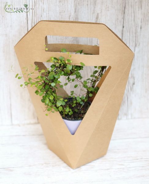 flower delivery Budapest - Muehlenbeck in pot in paper design bag