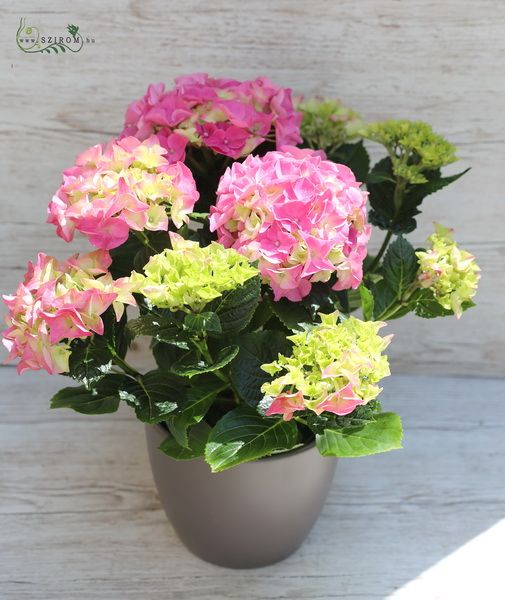 flower delivery Budapest - a big hydrangea in pot (outdoors)