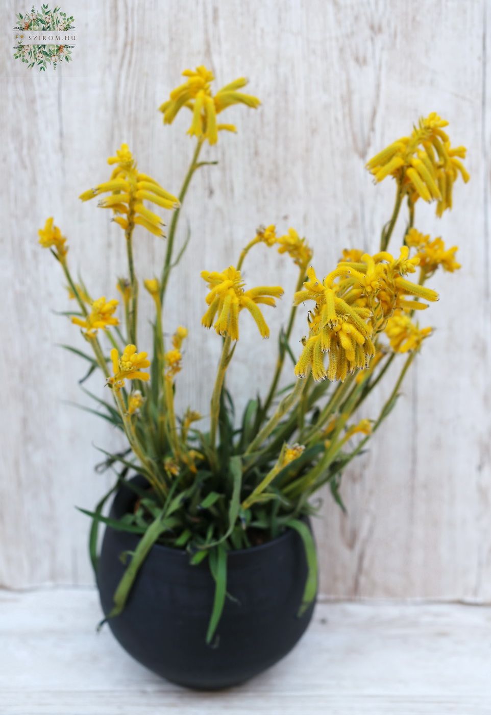 Blumenlieferung nach Budapest - grosser Anigozantos im schwarzen Topf