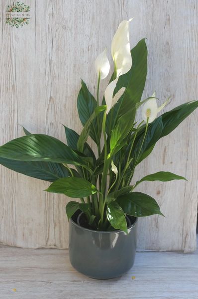 Virágküldés Budapest - nagy spathiphyllum kerámia kaspóval