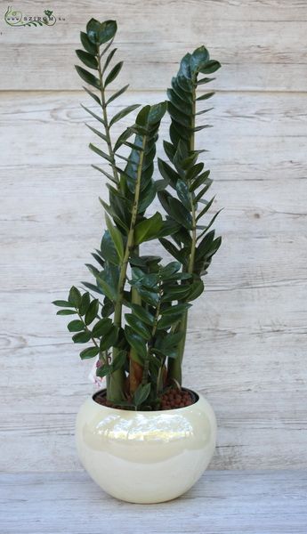 Blumenlieferung nach Budapest - Grosse Zamia (21 cm topf) im Keramik