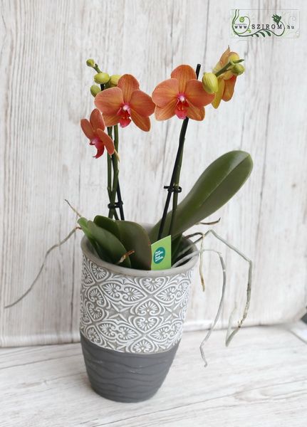 Blumenlieferung nach Budapest - Orange Phalaenopsis Orchidee im Topf