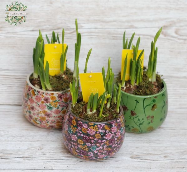Blumenlieferung nach Budapest - Narzisse im Blumentopf, 1 Stück!