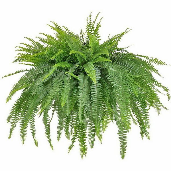 Blumenlieferung nach Budapest - Nephrolepis exaltata 