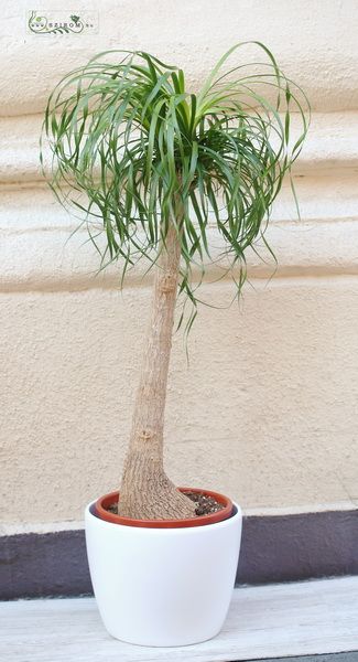 flower delivery Budapest - Nolina in pot  135cm