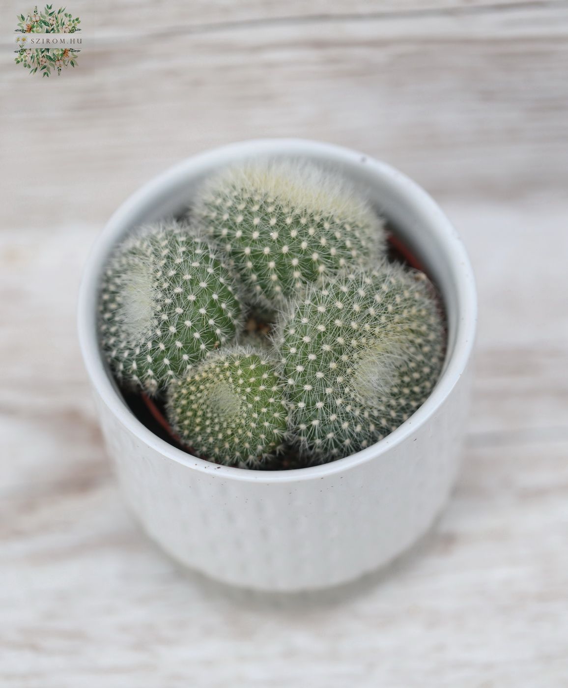 Virágküldés Budapest - Notocactus Hasselbergii