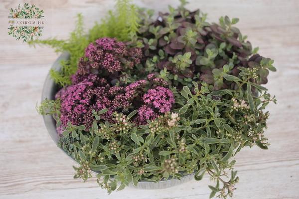 Blumenlieferung nach Budapest - Pflanzenanordnung für Terasse 