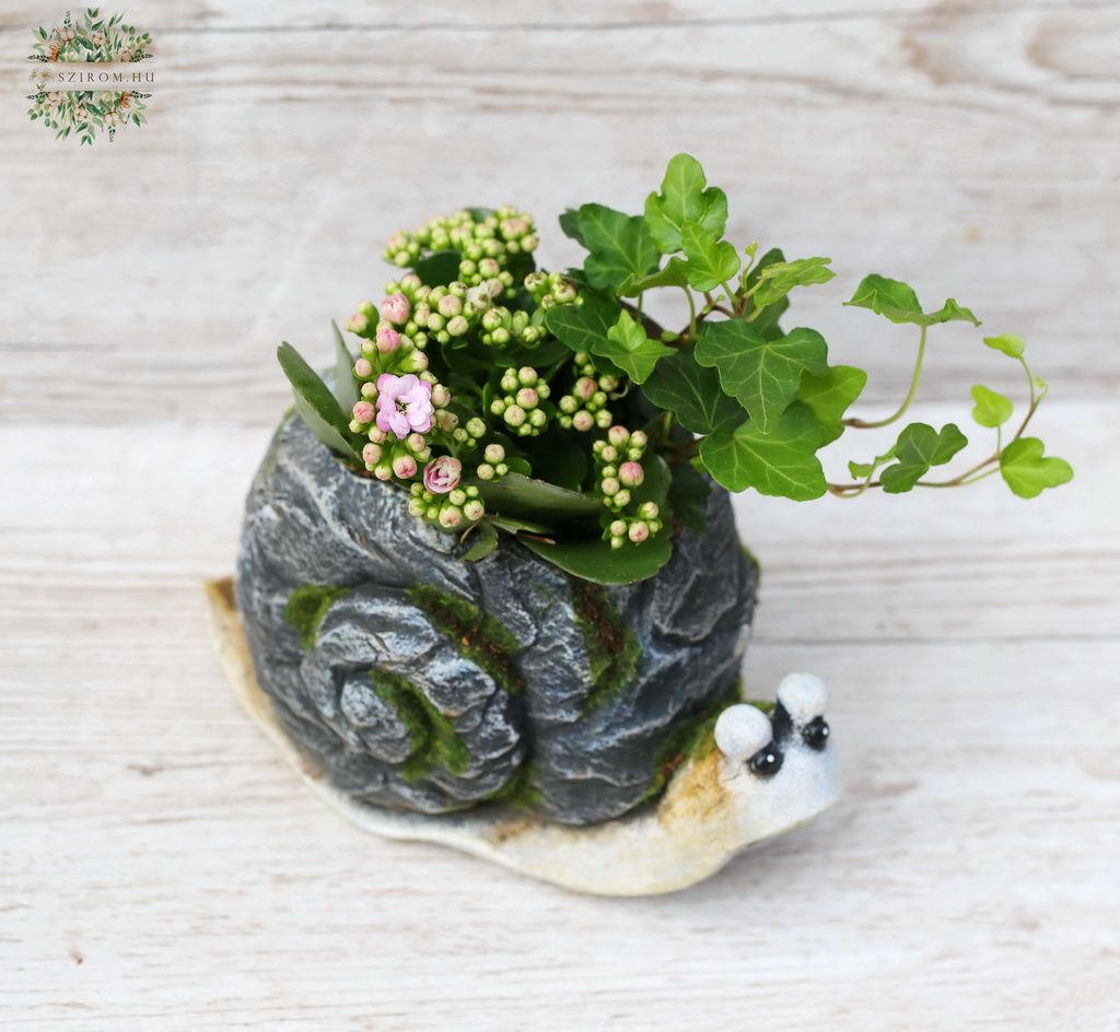 flower delivery Budapest - Plant arrangement in Snail pot