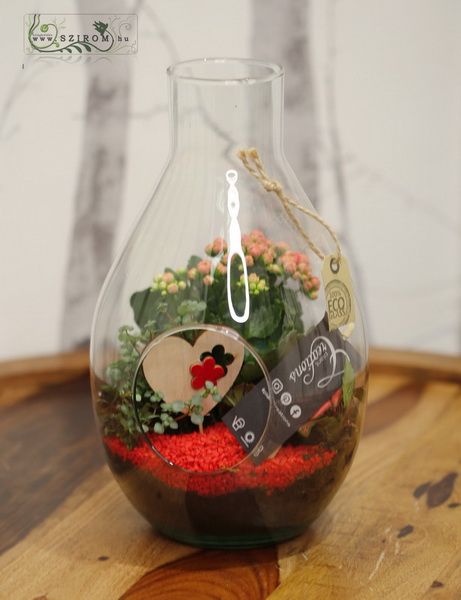 flower delivery Budapest - Plant arrangement in a glass 