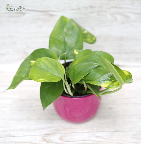 Blumenlieferung nach Budapest - Epipremnum Aureum im Topf