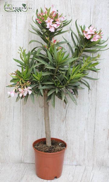 Virágküldés Budapest - oleander (kinti)